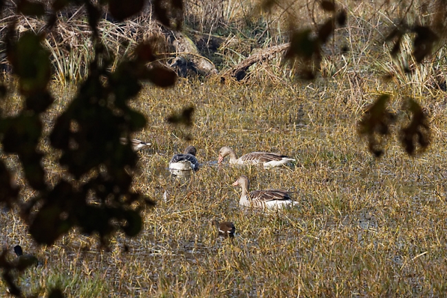 Keoladeo national park-095